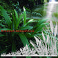 Cattails Static Cling Decals Can be Used on Mirrors and Glass