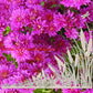 Cattails and Dragonfly Static Cling Decal Corners